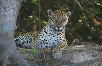 jaguar0